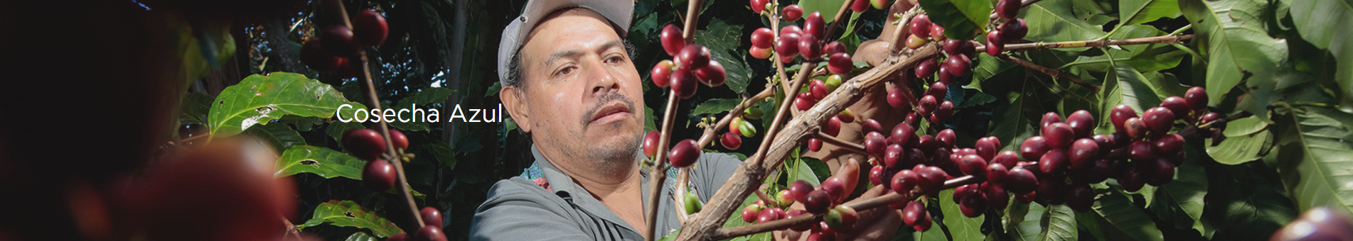 Captura de pantalla 2024-09-10 160840.png