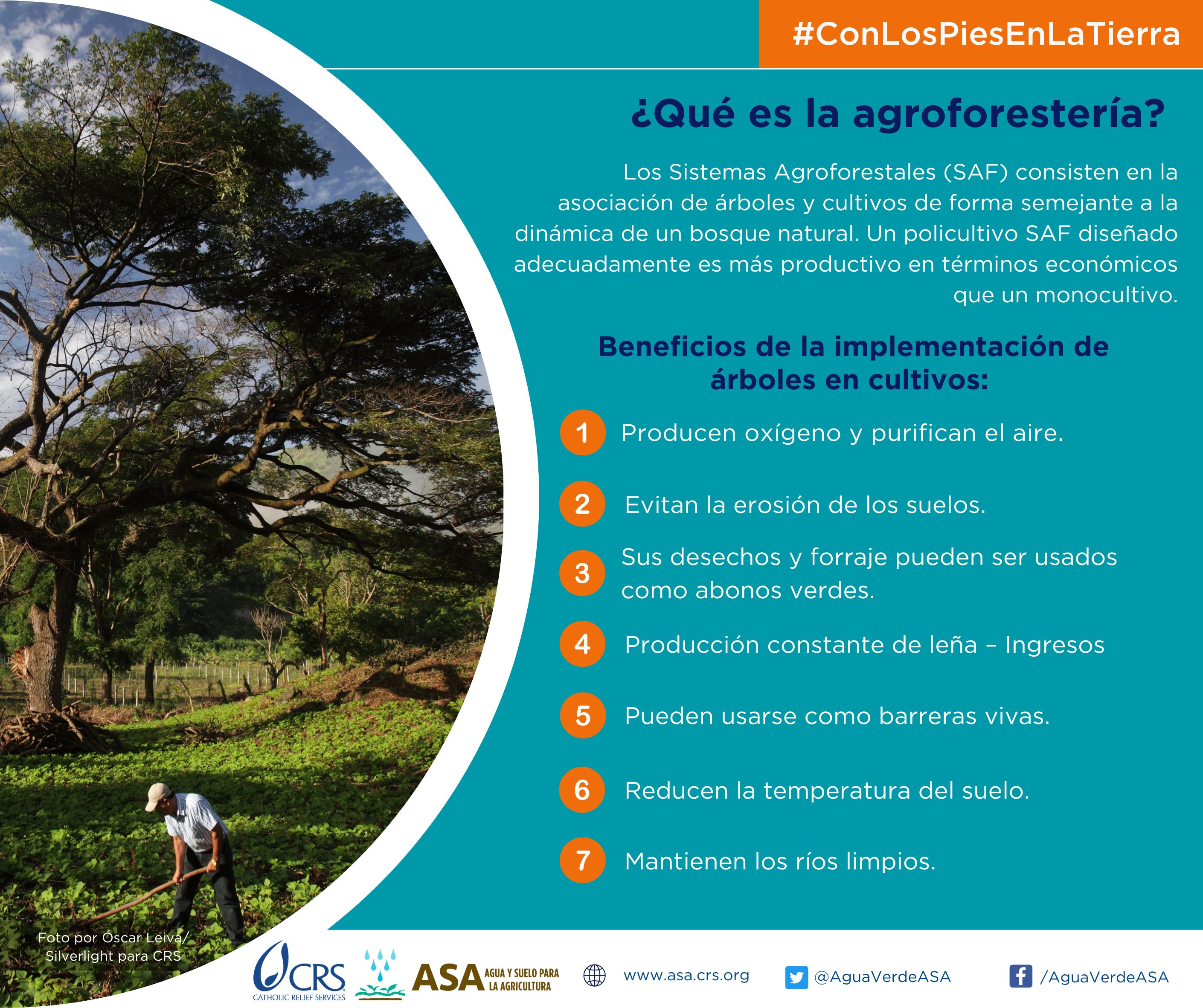 [6ta semana]cultivos con Ã¡rboles .jpg